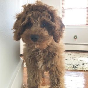 Meet your Posher, Portia